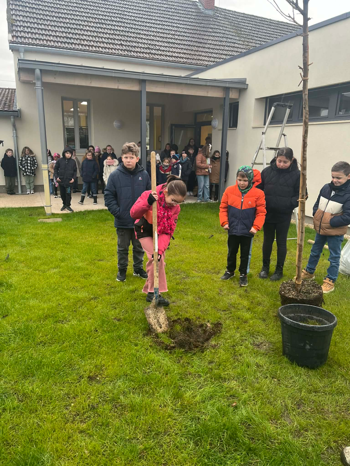 Plantation d'un arbre à l'école